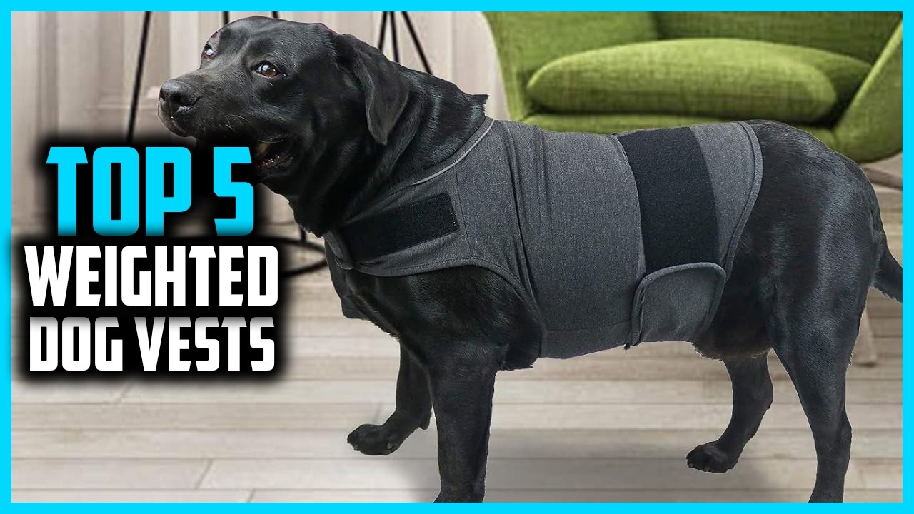 ✅ The 5 Best Weighted Dog Vests 2026