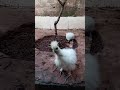#silkie #silkiechicken #petsmascotas