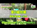 【夏の園芸作業]】野菜の虫対策＆きゅうりの肥料不足対策～ガーデンドクターTV⑪