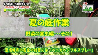 【夏の園芸作業]】野菜の虫対策＆きゅうりの肥料不足対策～ガーデンドクターTV⑪