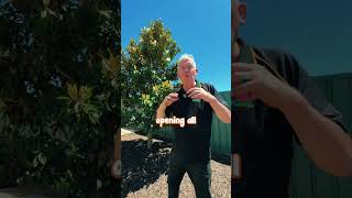 Add All The Cliness To Your Garden With A Little Gem Magnolia.