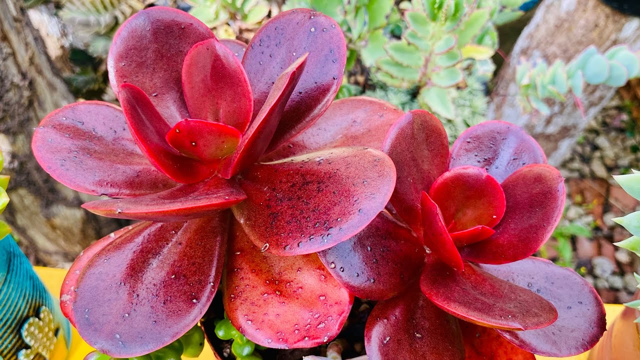 SUCULENTAS EXTREMAMENTE COLORIDAS 