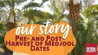 Pre and PostHarvest of Medjool Dates