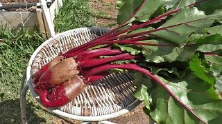 Growing Beets - Cylindra (Cylindrical beets)