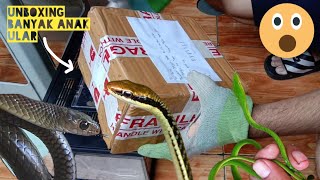 Download Lagu Unboxing Banyak Anak Ular Dari Ngawi - Edisi Nambah Koleksi MP3