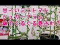 甘〜いミニトマト【シュガープラム】No.17ベランダでも簡単！鉢でぐるぐる仕立て