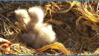 Decorah Eagles DM2 Then Mom Feed The Eaglets