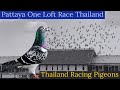 Pattaya one loft race  thailand racing pigeons  racing pigeons