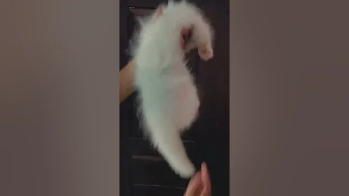 Video 8916291: white male persian kitten, persiancat catlover