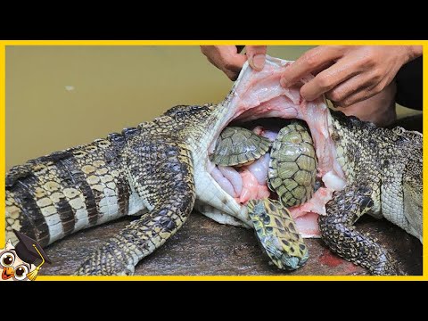 Video: Cane usato probabilmente come alligatore