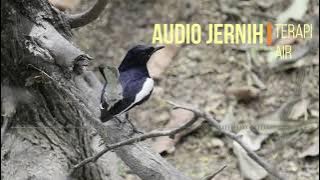 MASTERAN UNTUK BURUNG KACER TROTOL/MUDA DENGAN TERAPI AIR 1 JAM #AUDIOJERNIH