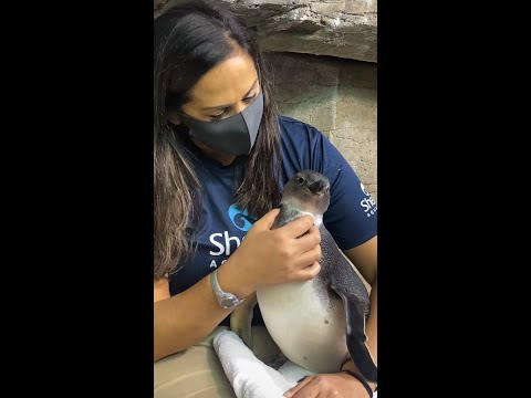 Video: Pet Scoop: Penguin With Feather Loss krijgt Wetsuit, Cat uitgeroepen tot 's werelds langste