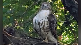 Red-Tailed Hawk In NYC