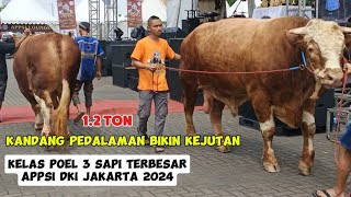 HANTU LAUT BIKIN GEGER, Sapi Terbesar Kontes  APPSI JAKARTA 2024‼