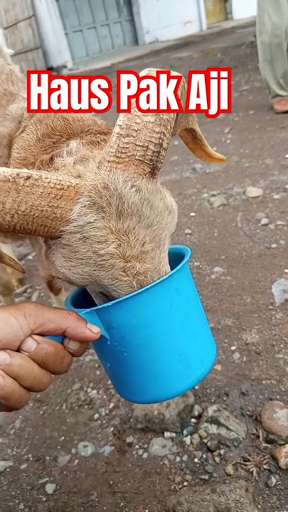 Kambing Haus #wedus #domba #kambing