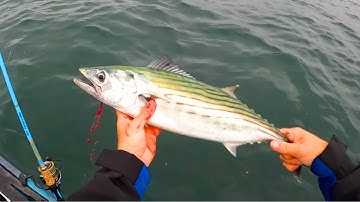 Mini Tuna Feeding At Our Kayaks! Fishing For Bonito & False Albacore