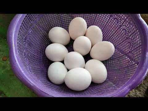 Video: Leghorn: Keturunan Ayam Dengan Pengeluaran Telur Yang Tinggi