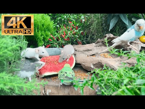 No Ads 4K TV for Cats - Uninterrupted Cat TV birds and Squirrels - Backyard Squirrels & birds