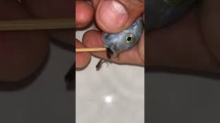 Fish keep baby in mouth🐠 🐟🎏 #short #shorts #pet #animals #tiktok #fishing #fish #cute #lovly #bts Fish keep baby in mouth🐠 🐟🎏 #short #shorts #pet #animals #tiktok #fishing #fish #cute #lovly #bts