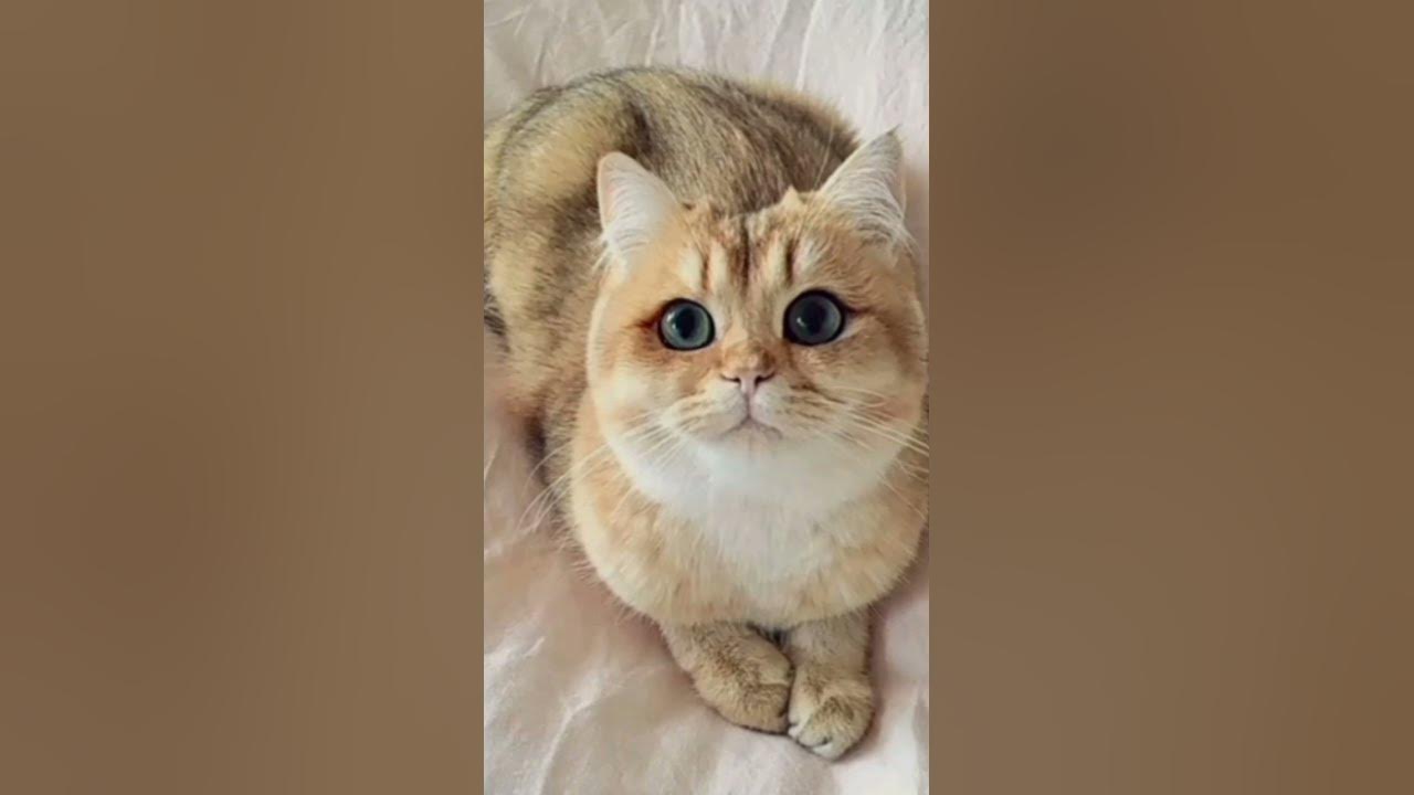 миленькие котики ️ - YouTube