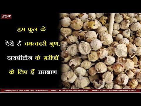 इस फूल के ऐसे हैं चमत्कारी गुण, डायबीटीज के मरीजों के लिए हैं रामबाण | Remedy for diabetic patients