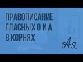 Правописание чередующихся гласных О и А в корнях -КОС- и -КАС-. Видеоурок по русскому языку 6 класс