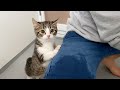 Kitten Coco takes a bath for the first time