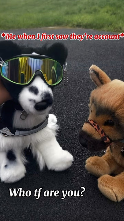 The names are hilarious ๐ญ #theessapupz #essa #essacommunity #emotionalsupportstuffedanimal #fyp#esa