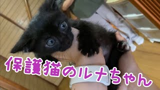 初めまして✨保護猫ルナちゃんです🐈‍⬛　#保護猫#黒猫#猫#ルナ氏