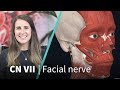 Anatomy dissected cranial nerve vii facial nerve