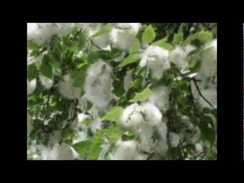 Пушинка тополя. Тополь дерево пух. Пух летит. Белый пух летает. Тополь пух.