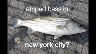 NEW STRIPED BASS LIMITS & REGS! 1-Fish Slot Limits for Maryland, Virginia,  Potomac, & Coastal Waters 