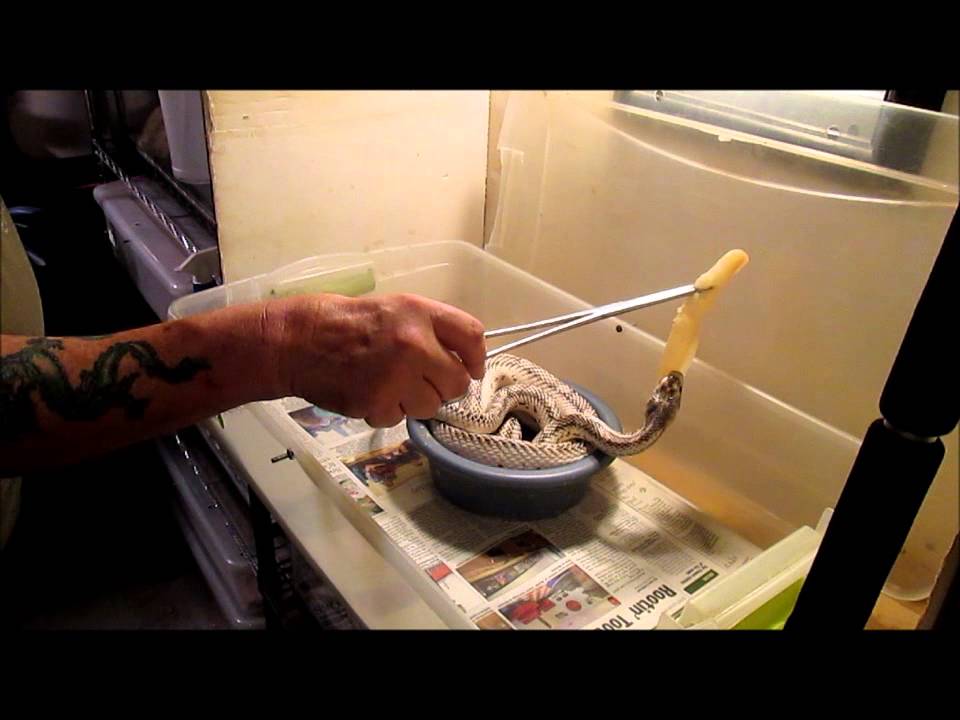 Photo inspiration: Manipulating Snake Feeding And Hunger Reference: Snake Feeding Frenzy