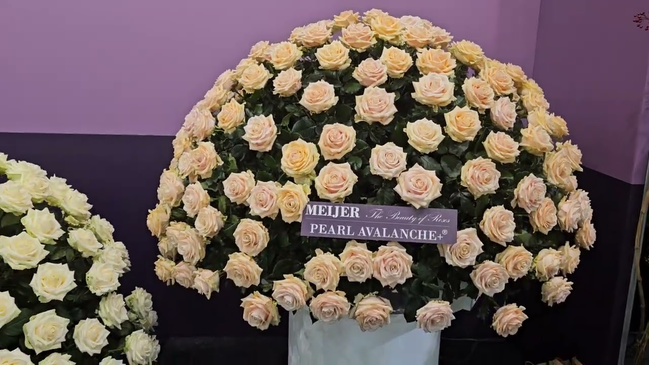 Luxusní růže od Meijer roses - Florea.cz