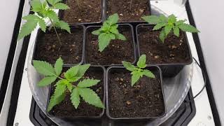Seed To Harvest - Pheno Hunting GAS in the VGrow w Chad Westport