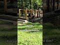 Rare TikTok of two therians in a public park #rare #furry #tiktok #funny #reels #therian
