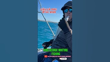 Câu cá đục ở Úc| King George whiting fishing South Australia #kinggeorge #whiting