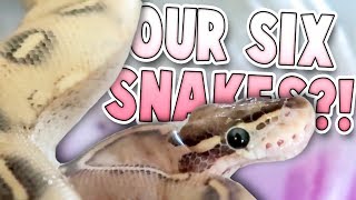 That's A Lot of Snakes! | Family Baby Vlogs