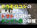 トウモロコシの植付、トマトの芽かき、本日の収獲。/ Planting sweet corns, removing extra buds of tomatoes & today's harvests.