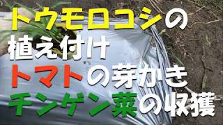 トウモロコシの植付、トマトの芽かき、本日の収獲。/ Planting sweet corns, removing extra buds of tomatoes & today's harvests.