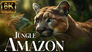 Джунгли Амазонки 4K — крупнейший в мире тропический лес | Звуки джунглей