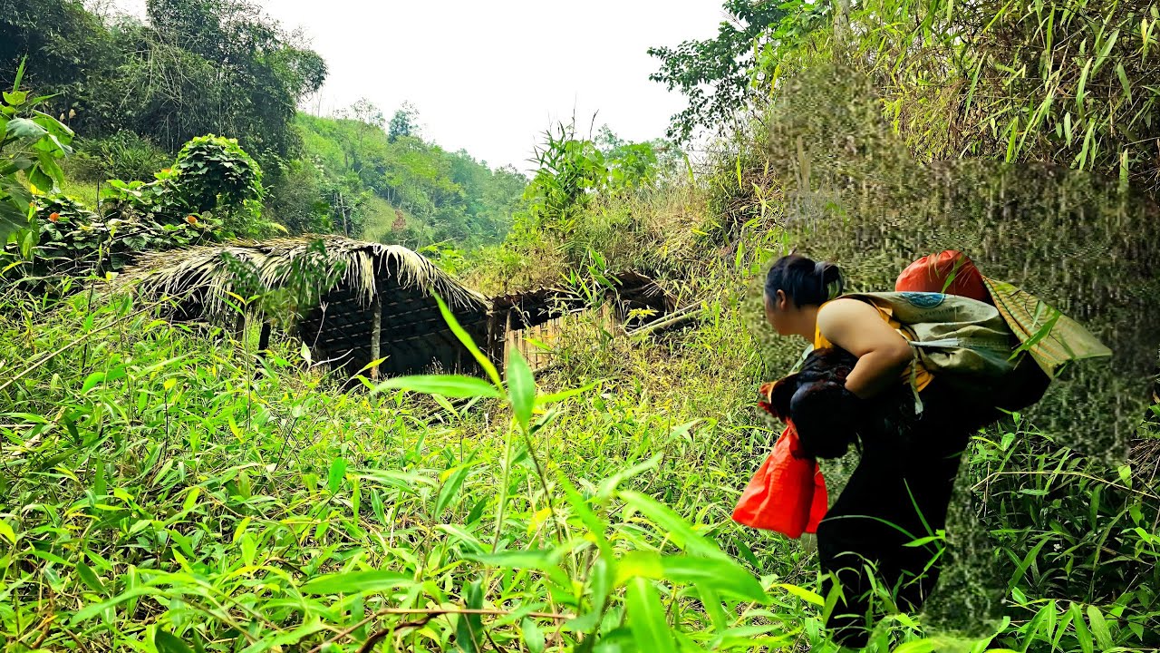 Homeless girl amazed when she trapped a flock of wild chickens. | restore abandones house