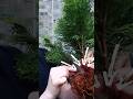 Making Bonsai from a Thuja!