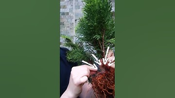 Making Bonsai from a Thuja!