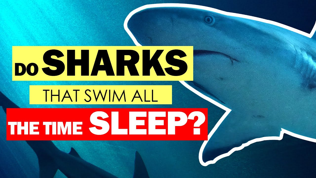 Do Sharks That Swim All The Time Sleep? YouTube