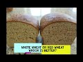 White Wheat or Red Wheat: Which is Better?