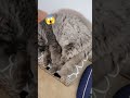 cat snoring 😹#cat #shortviral #shorts