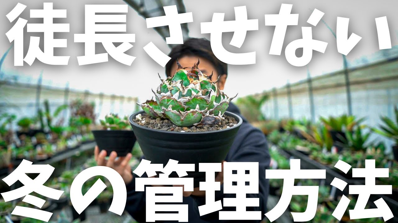 【アガベの冬の管理方法】アガベの冬の管理方法完全版。