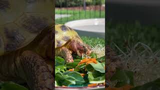 Tortoise Eating In The Sunshine ☀️