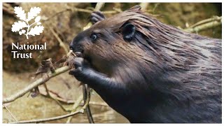 The National Trust presents The Wild Life, Episode 4, with the beavers of Holnicote Estate, Somerset